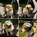 Small Medium Dog Helmet,Pet Helmet For Small Medium Dog Outdoor Driving Walking, Pet Helmets Cap With Adjustable Blet For Doggies Motorcycles, Medium