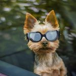 Enjoying Dog Sunglasses Small Dog Goggles Anti-Uv Doggy Glasses For Small Dogs Big Cats Impact/Wind/Dust/Fog Proof Puppy Eye Protection, Cute Blue