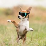 Enjoying Dog Sunglasses Small Dog Goggles Anti-Uv Doggy Glasses For Small Dogs Big Cats Impact/Wind/Dust/Fog Proof Puppy Eye Protection, Cute Blue